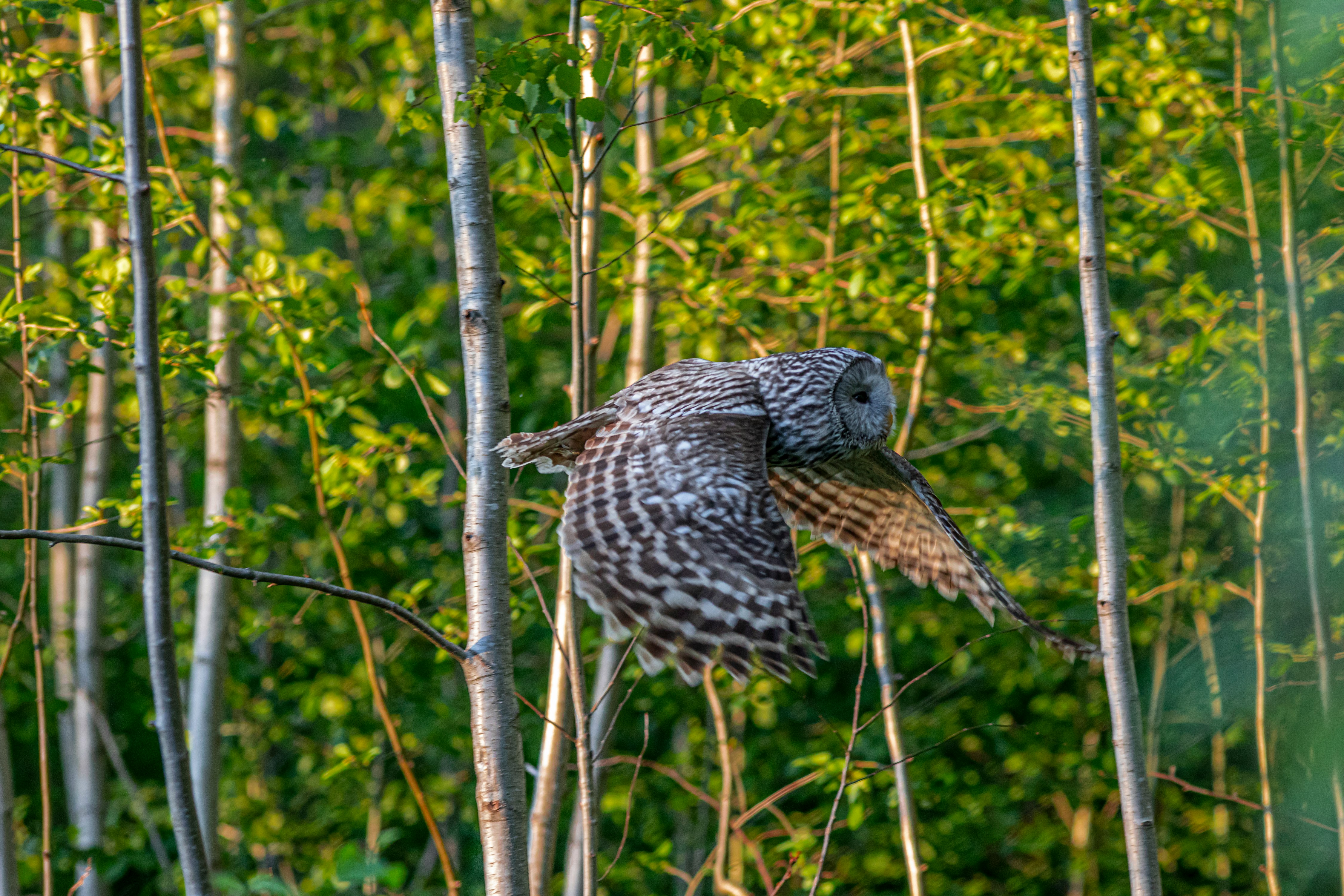 owl perched on tree branch during daytime